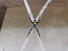 Argiope amoena