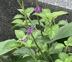 Stachytarpheta frantzii