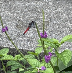 Stachytarpheta frantzii