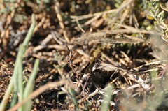 Panoquina errans