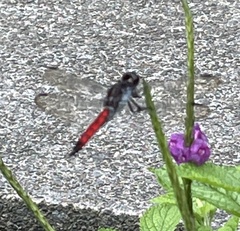 Stachytarpheta frantzii