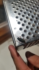 Placosternus crinicornis