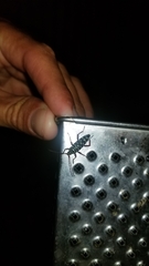 Placosternus crinicornis