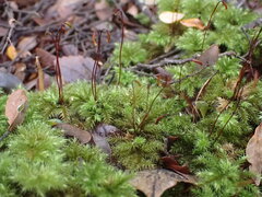 Mniodendron colensoi