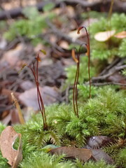 Mniodendron colensoi