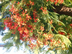 Delonix regia