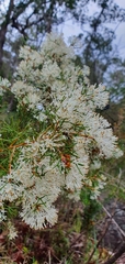 Hakea trifurcata