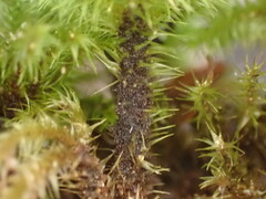 Mniodendron colensoi