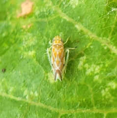 Erasmoneura variabilis