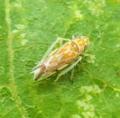 Erasmoneura variabilis