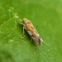 Erasmoneura variabilis