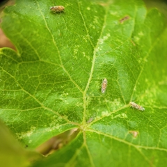 Erasmoneura variabilis