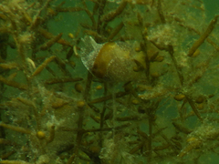 Haminoea vesicula