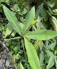 Costus laevis