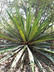 Agave tequilana