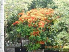 Delonix regia