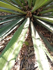 Agave tequilana
