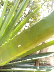 Agave tequilana