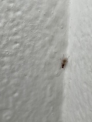 Camponotus variegatus