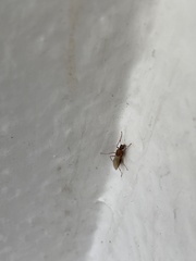 Camponotus variegatus