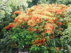 Delonix regia