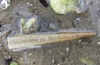 Lagis australis - Photo (c) tangatawhenua, some rights reserved (CC BY-NC), uploaded by tangatawhenua
