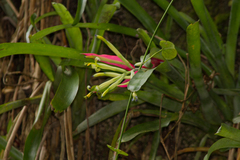 Billbergia amoena