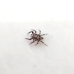 Orientattus aurantius