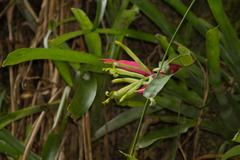Billbergia amoena