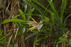 Billbergia amoena