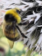 Bombus jonellus