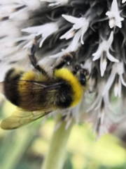 Bombus jonellus