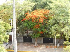 Delonix regia
