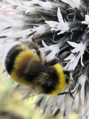 Bombus jonellus