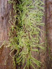 Chiloscyphus parvispinus