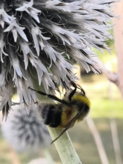 Bombus jonellus