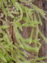 Chiloscyphus parvispinus