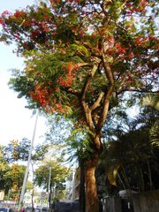 Delonix regia
