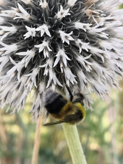 Bombus jonellus