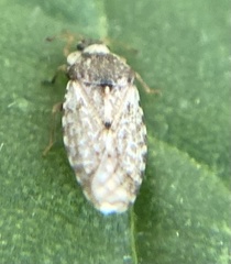 Parapiesma cinereum