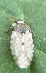 Parapiesma cinereum