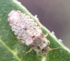 Parapiesma cinereum