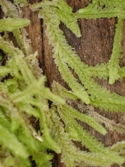 Chiloscyphus parvispinus