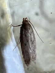 Bryotropha terrella