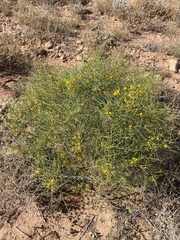 Senna artemisioides artemisioides