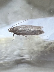 Bryotropha terrella