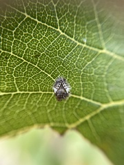 Chilocorus bipustulatus