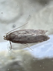 Bryotropha terrella