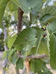 Chilocorus bipustulatus