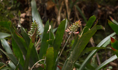 Aechmea coelestis